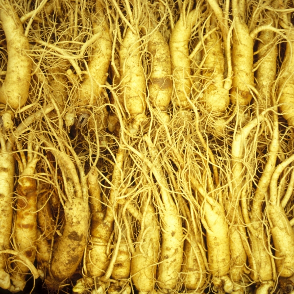 Ginseng extract Ginseng extract